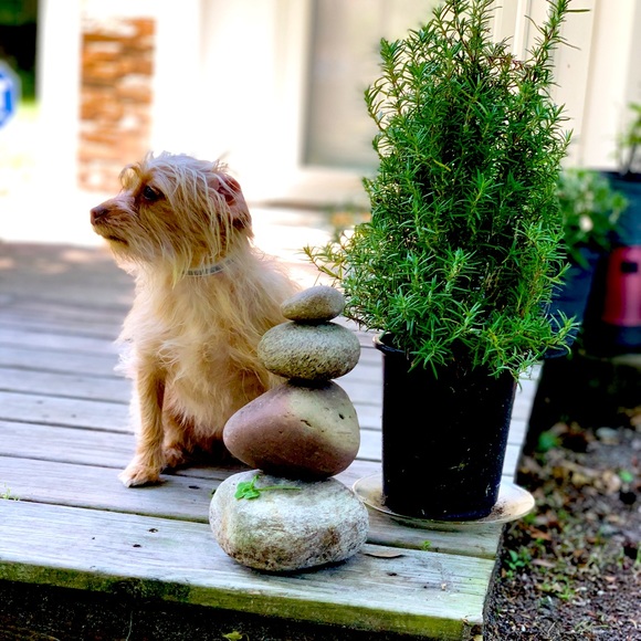 LIVING BUTTERFLY - GOD LOVES US.  HE CREATED US!  Faith Hope Love Butterflies - Picture 4 of 4